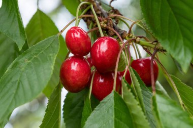 Güneşli bir yaz gününde, bahçedeki bir ağaç bahçesinde olgun taze kirazlar ve yeşil yapraklar kapanıyor. Açık havada, yumuşak odak ile çekilmiş güzel bir arka plan.