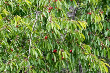 Güneşli bir yaz gününde bahçedeki bir ağaç bahçesinde olgun taze kirazlar ve yeşil yapraklar, açık havada çekilen güzel arka plan, yumuşak bir odak ile.