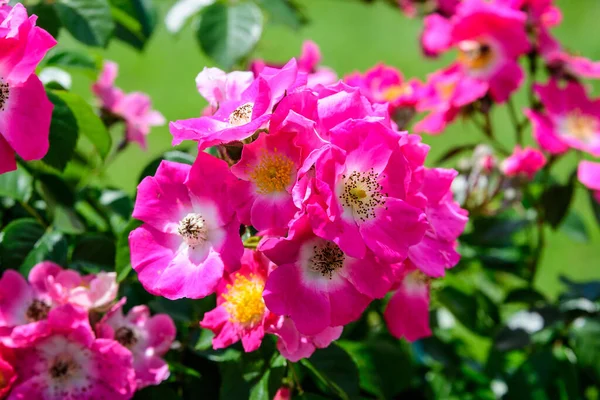 Grote Groene Struik Met Frisse Levendige Roze Rozen Groene Bladeren — Stockfoto