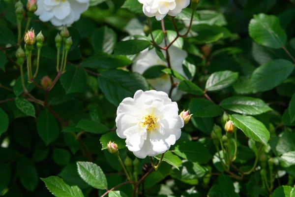 Primer Plano Una Rosa Blanca Grande Delicada Plena Floración Jardín —  Fotos de Stock