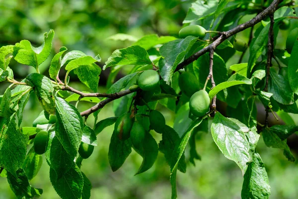 Ramo Com Frutas Jovens Folhas Verdes Ameixeira Pomar Dia Verão — Fotografia de Stock