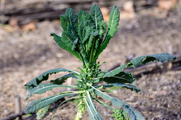 Large Group Fresh Green Leaves Kale Leaf Cabbage Organic Garden — Stock Photo, Image
