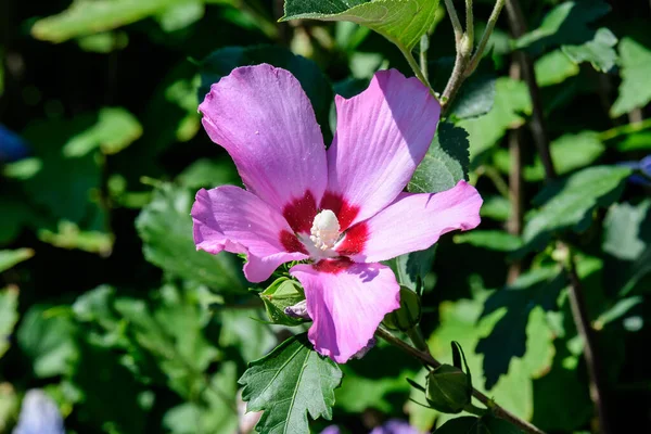 Uma Flor Rosa Hibisco Siríaco Planta Vulgarmente Conhecida Como Rosa — Fotografia de Stock