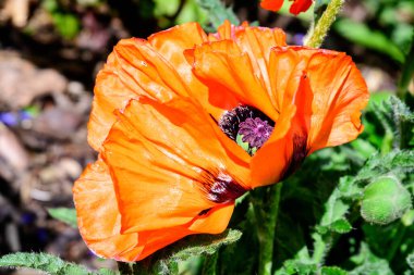 Bir yaz günü meyve bahçesinde taze meyve ve yeşil erik yaprağı dalları, açık hava yeşil arka planda yumuşak bir odak ile fotoğraflanmış.