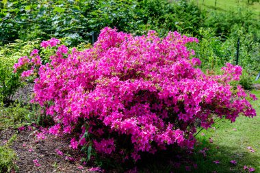 Açelya ve Rhododendron bitkilerinden oluşan narin pembe mor çalılar güneşli bir Japon baharı bahçesinde, güzel bir açık hava çiçeği arka planında.