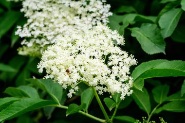İskoçya 'da güneşli bir bahar bahçesinde yaşlı ya da yaşlı olarak bilinen Sambucus ağacının birçok narin beyaz çiçeği ve yeşil bulanık yaprakları, güzel bir açık hava çiçek arka planı