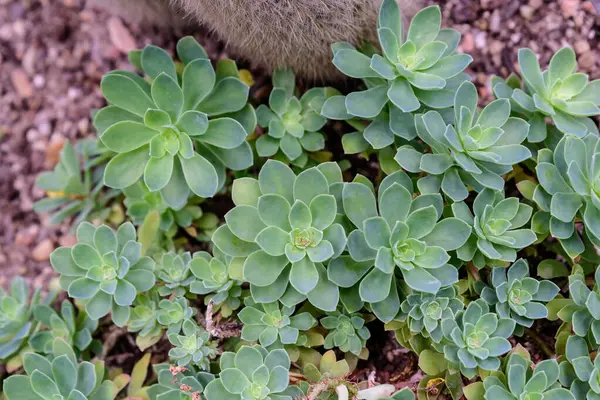 Ampio Gruppo Foglie Verdi Fresche Lattuga Giardino Biologico Con Piccole — Foto Stock