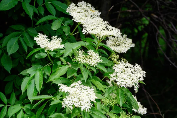 Many Delicate White Flowers Green Blurred Leaves Sambucus Tree Known — Stock Photo, Image