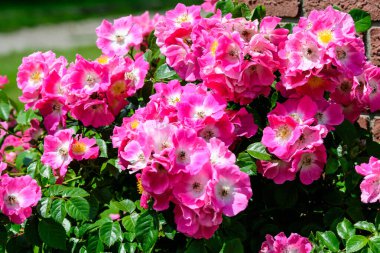 Güneşli bir yaz gününde, bahçesinde taze pembe güller ve yeşil yapraklarla büyük yeşil çalı, açık hava çiçekli güzel arka plan yumuşak odak ile fotoğraflanmış.