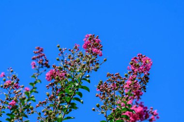 Lagerstroemia bitkisinin küçük canlı pembe çiçekleri, genellikle ağaç dallarındaki crape myrtle olarak bilinir açık mavi gökyüzüne doğru İskoçya 'da güneşli bir yaz gününde, güzel bir açık hava çiçekli arka plan