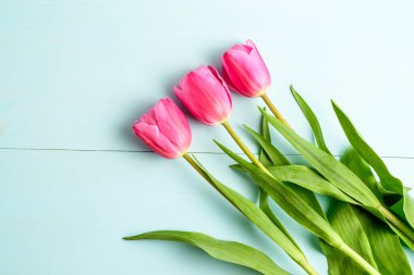 Açık mavi ahşap bir masa üzerinde üç küçük pembe lale çiçeği ve yeşil yaprakların üst görüntüsü, küçük odak ile fotoğraflanmış güzel kapalı çiçek arka planı.