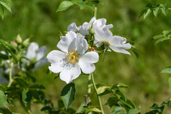 Gros Plan Une Grande Délicate Rose Blanche Pleine Floraison Dans — Photo
