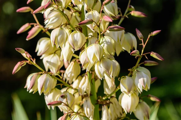 Muchas Delicadas Flores Blancas Planta Yucca Filamentosa Comúnmente Conocida Como —  Fotos de Stock