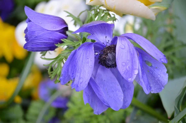 Primer Plano Una Delicada Flor Anémona Azul Fresca Pequeñas Gotas — Foto de Stock