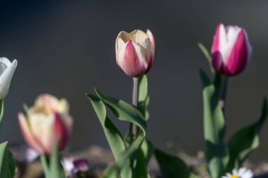 Güneşli bir bahar gününde, bahçedeki canlı kırmızı ve beyaz lalenin üst görüntüsü, güzel açık hava çiçekli arka plan yumuşak odaklı fotoğraflanmış.