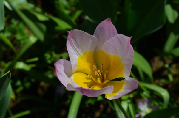 Vista Superior Tulipán Rosa Claro Amarillo Jardín Día Soleado Primavera — Foto de Stock