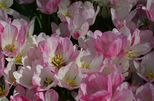 Вид Збоку Багато Яскравих Рожевих Білих Тюльпанів Саду Сонячний Весняний — стокове фото