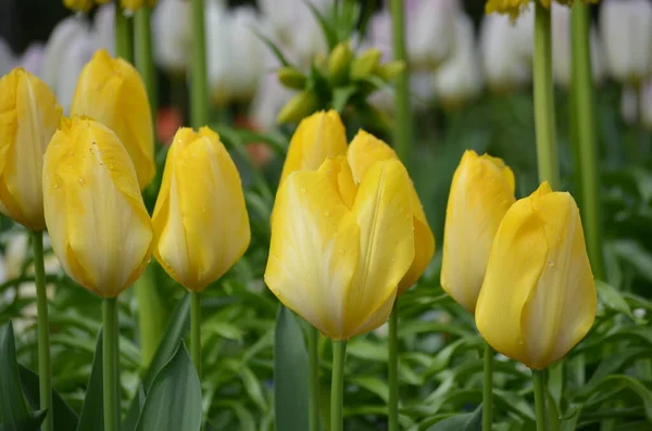 Вид Зверху Ніжні Яскраво Жовті Тюльпани Саду Сонячний Весняний День — стокове фото