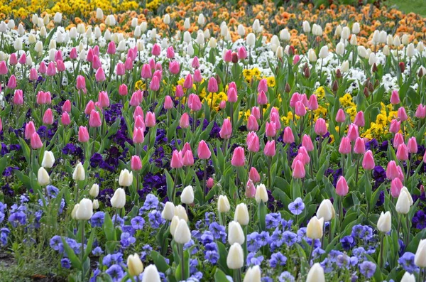 Many delicate mixed colored tulips in full bloom in a sunny spring garden, beautiful outdoor floral background with yellow, red, pink and white flowers