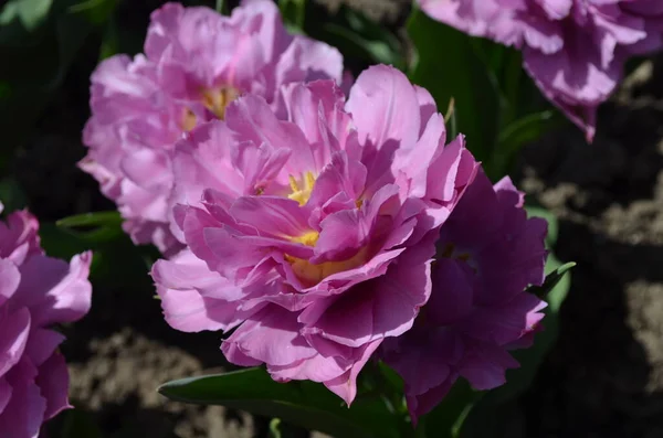 Draufsicht Auf Eine Lebendige Rosa Tulpe Einem Garten Einem Sonnigen — Stockfoto