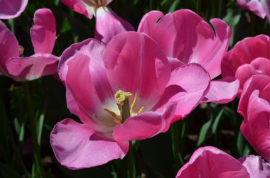 Güneşli bir bahar gününde, bahçedeki canlı pembe lalenin en üst görüntüsü, güzel açık hava çiçekli arka plan, yumuşak odaklı fotoğraflanmış.