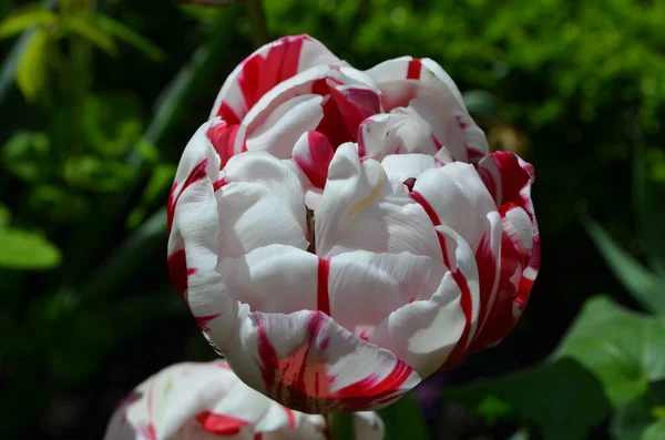 Vue Dessus Une Tulipe Rose Blanc Vif Dans Jardin Dans — Photo