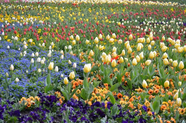 Close up of many delicate mixed colored tulips in full bloom in a sunny spring garden, beautiful outdoor floral background with yellow, red, pink and white flowers