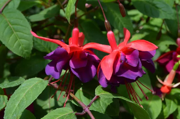 Close Três Vivas Flores Fúcsia Rosa Vermelho Pote Jardim Dia — Fotografia de Stock