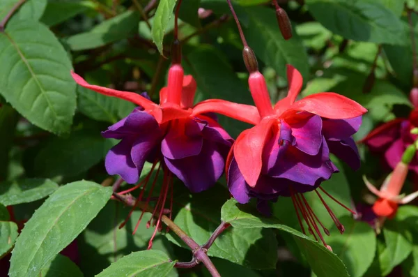 Primer Plano Tres Flores Vívidas Color Rosa Rojo Fucsia Una — Foto de Stock