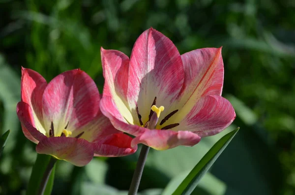 Vista Superior Duas Tulipa Rosa Vívida Jardim Dia Primavera Ensolarado — Fotografia de Stock