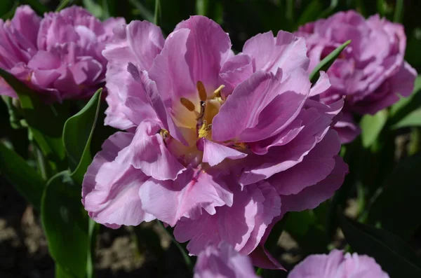 Draufsicht Auf Eine Lebendige Rosa Tulpe Einem Garten Einem Sonnigen — Stockfoto