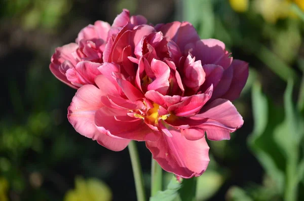 Draufsicht Auf Eine Lebendige Rosa Tulpe Einem Garten Einem Sonnigen — Stockfoto