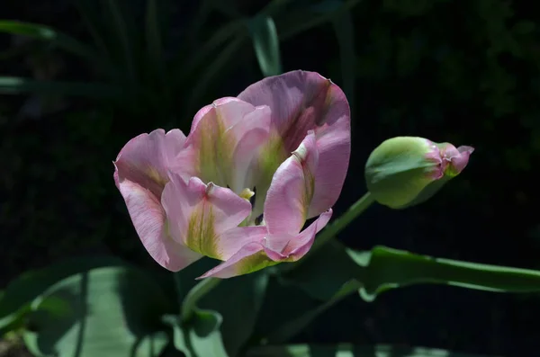 Vista Superior Uma Tulipa Branca Rosa Vívida Jardim Dia Primavera — Fotografia de Stock