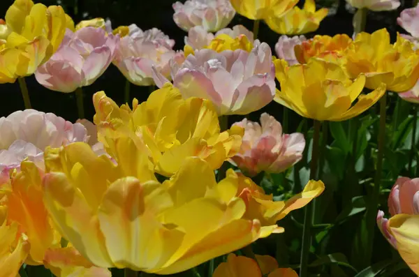 Вид Зверху Ніжні Яскраві Жовті Білі Тюльпани Саду Сонячний Весняний — стокове фото