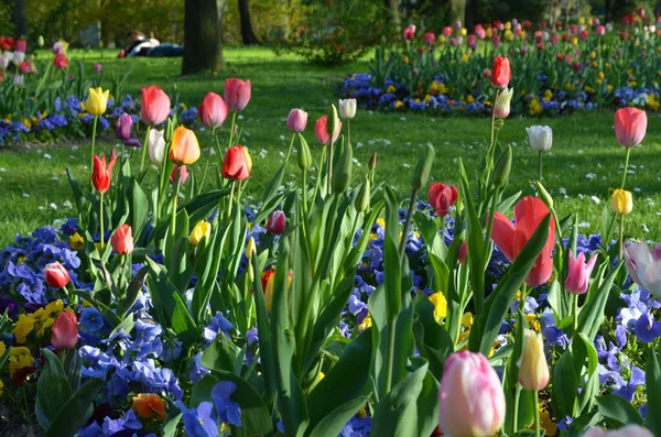 在一个阳光明媚的春天花园 在美丽的户外花卉背景下 开着黄色 粉色和白色的花朵 点缀着许多色彩艳丽的混合郁金香 — 图库照片