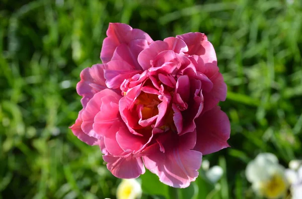 Draufsicht Auf Eine Zarte Rosa Tulpe Einem Garten Einem Sonnigen — Stockfoto