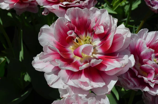 Draufsicht Auf Eine Zarte Weiße Rosa Tulpe Einem Garten Einem — Stockfoto