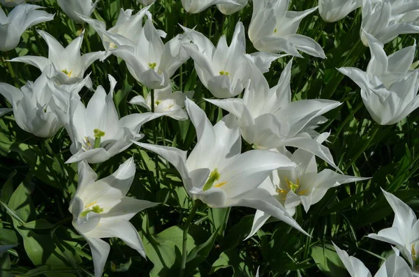 Vista Superior Delicadas Tulipas Brancas Jardim Dia Ensolarado Primavera Belo — Fotografia de Stock