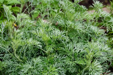 Artemisia Absinthium 'un taze yeşil yapraklarını (pelin otu, Grand Wormwood, Absinthe veya Absinthium) güneşli bir bahar gününün arka planında, yumuşak bir odak noktasıyla çekilmiş bir bahçede kapatın.