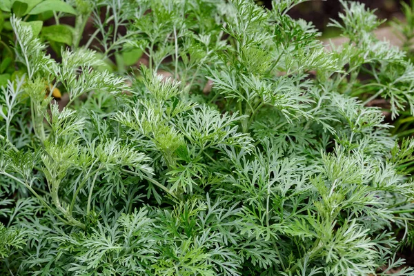 Artemisia Absinthium Taze Yeşil Yapraklarını Pelin Otu Grand Wormwood Absinthe — Stok fotoğraf