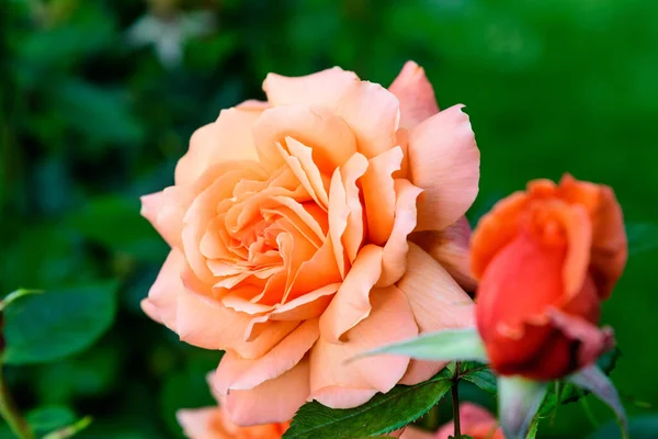 Close Uma Grande Delicada Rosa Laranja Vívida Plena Floração Jardim — Fotografia de Stock