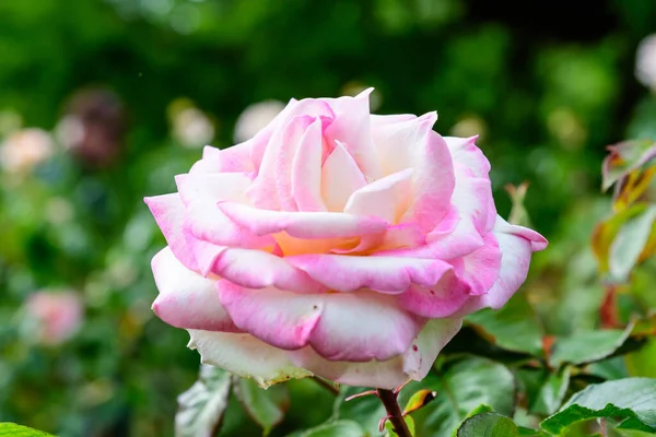 Close Van Een Grote Delicate Licht Oranje Rozen Volle Bloei — Stockfoto