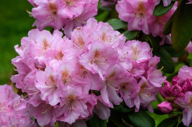 Açelya ve Rhododendron bitkilerinden oluşan narin pembe mor çalılar güneşli bir Japon baharı bahçesinde, güzel bir açık hava çiçeği arka planında.
