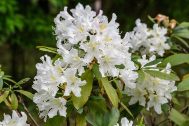 Açelya 'nın narin beyaz çiçekleri çalılığı ya da güneşli bir Japon baharı bahçesinde Rhododendron bitkisi, güzel bir açık hava çiçeği arka planı.