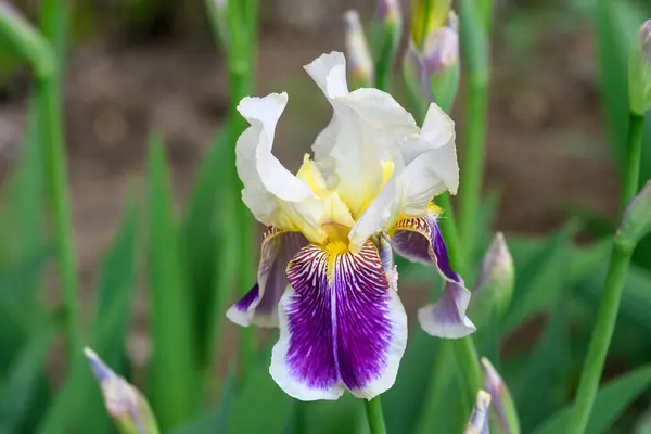 Primo Piano Bianco Fiore Iris Blu Verde Giardino Primaverile Soleggiato — Foto Stock