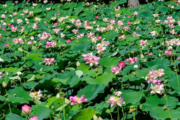 Primer Plano Muchas Delicadas Flores Lirio Agua Blanca Rosada Nymphaeaceae — Foto de Stock