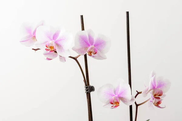 Beyaz Canlı Pembe Phalaenopsis Orkide Çiçeklerini Kapat Stüdyo Arka Planında — Stok fotoğraf
