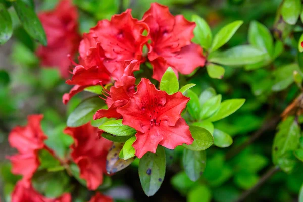 Bush Delikata Röda Blommor Azalea Eller Rhododendron Solig Japansk Trã — Stockfoto