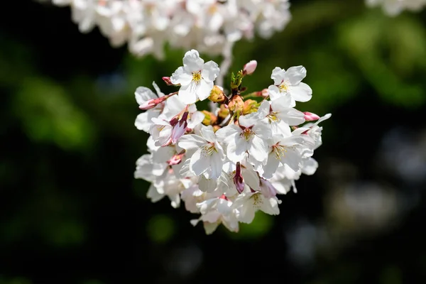 Primo Piano Ramo Con Fiori Ciliegio Bianco Piena Fioritura Con — Foto Stock