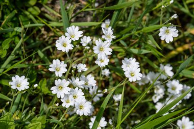 Her daim yeşil olan Cerastium tomentosum bitkisinden oluşan geniş bir grup beyaz çiçeğin yan görüntüsü güneşli bir bahar bahçesinde, güzel bir açık hava çiçekli arka plan.